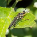 Diactria rufipes (Common Red-legged Robberfly).jpg